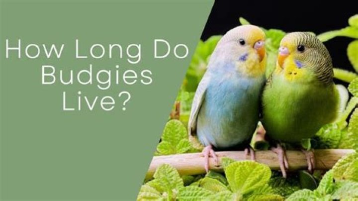 How Long Do Budgies Typically Live: A Comprehensive Guide