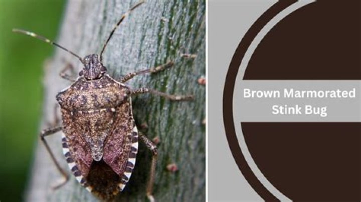 Identifying Stink Bugs Based On Their Appearance